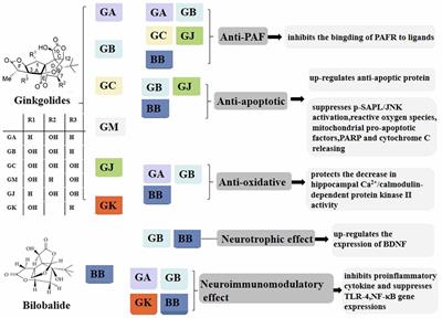 Role of Ginkgolides in the Inflammatory Immune Response of Neurological Diseases: A Review of Current Literatures